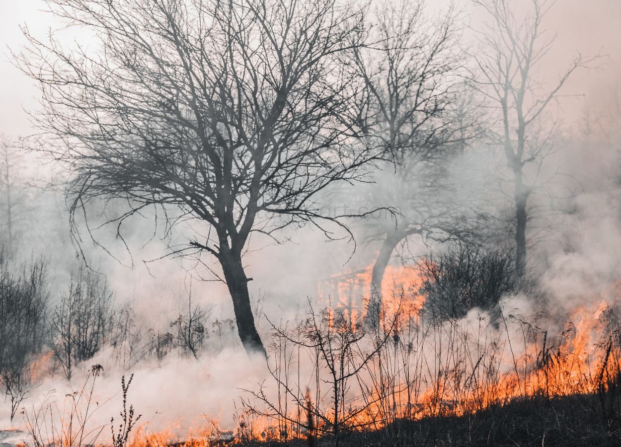 Sebanyak 13 Kabupaten dan Kota di Kalimantan Selatan Masuk Wilayah Rentan Kebakaran Hutan dan Lahan