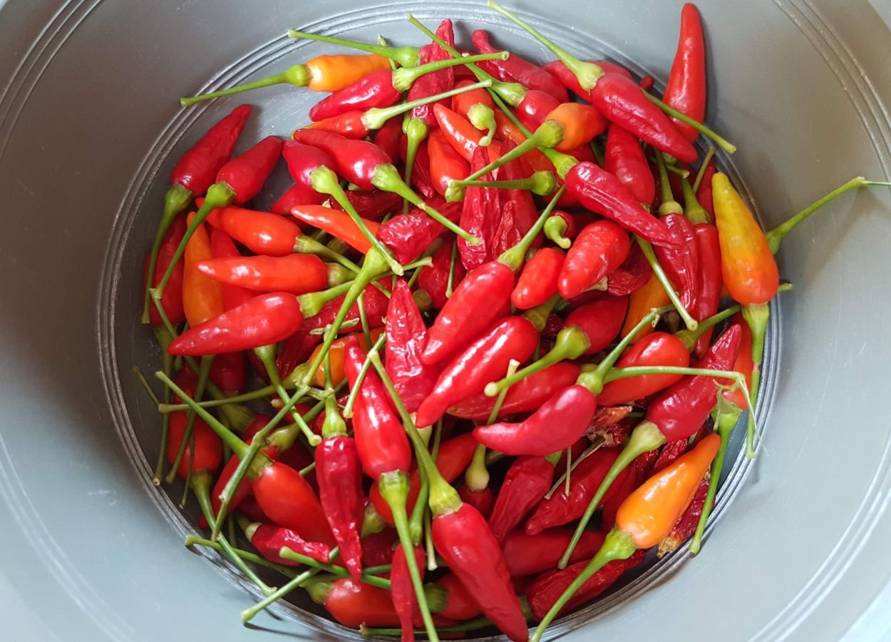 Harga Cabai Rawit Rp85.500, Telur Ayam Rp28.350 per Kg